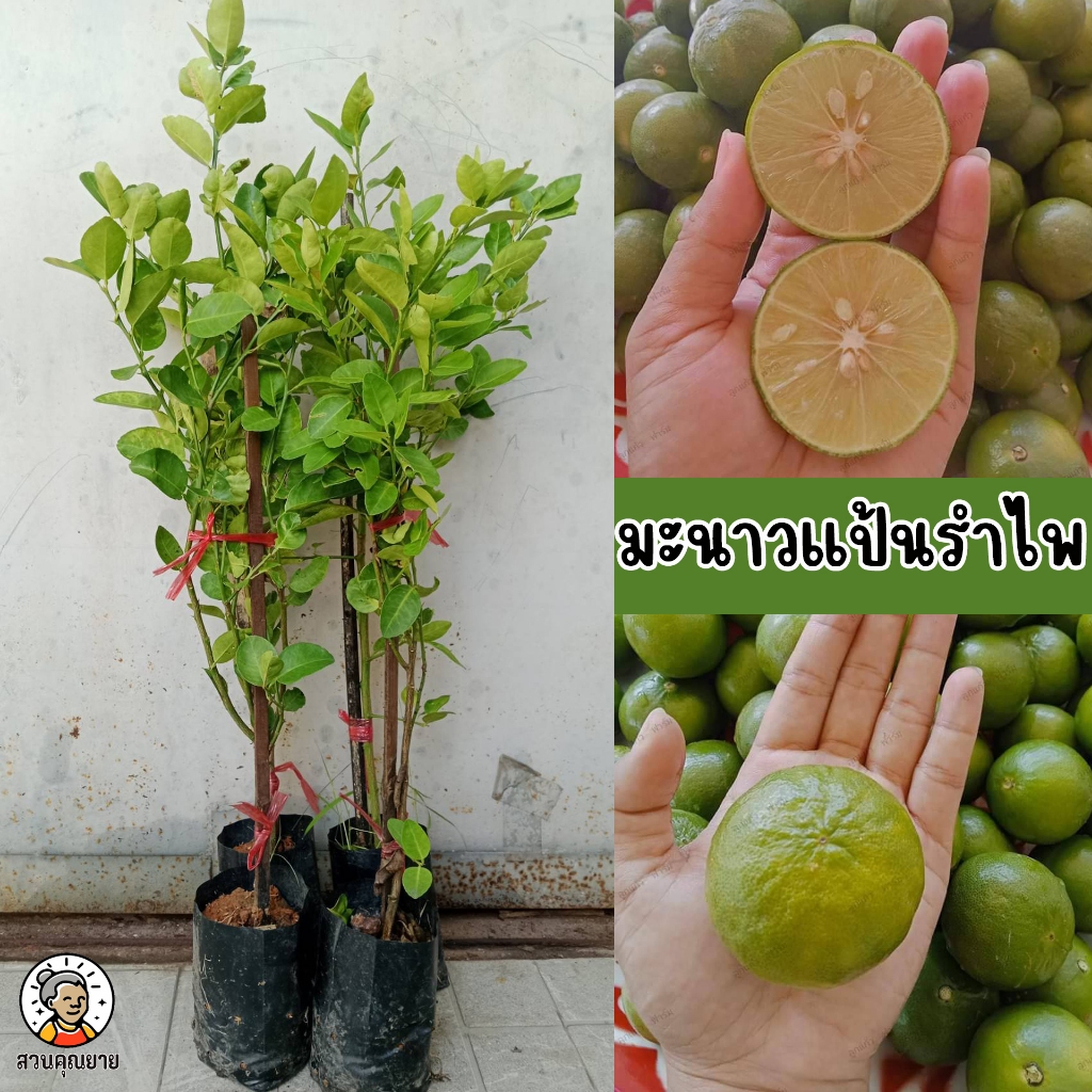 ต้นมะนาวแป้นรำไพ ขนาด 65-100 ซม.ผิวเกลี้ยง เปลือกบาง น้ำเยอะ ผลดก น้ำหอมเป็นเอกลักษณ์
