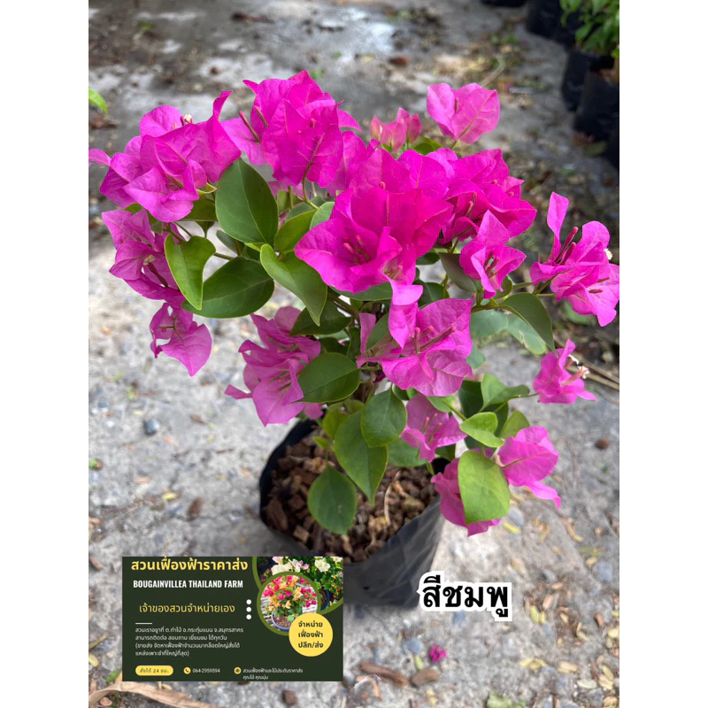 ต้นเฟื่องฟ้า เลือกสีได้ ถุงดำขนาด4” พร้อมส่ง(ดอกเยอะ ดอกน้อยขึ้นอยู่กับแต่ละล็อต)