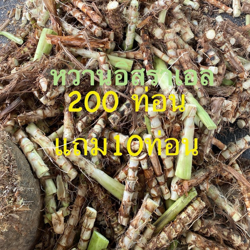 🌱พันธุ์หญ้าหวานอิสราเอล 200ท่อน แถม10ท่อน💥ตัดท่อนยาวตาแตกมีราก โปรตีน สูงถึง 20% ใบกรอบลำอ่อน สัตว์กินดี