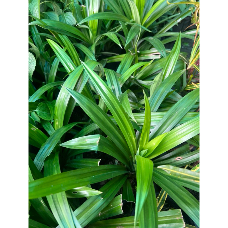 ต้นเตยหอม ใบเตย Pandan plant/ Pandan  leaves ผักสวนครัว พร้อมปลูก