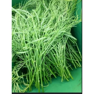 ต้นชะอม กิ่งพันธุ์ชะอมหนามน้อย รากแน่นต้นพร้อมปลูก (ชุด10กิ่ง) สูง40-50ซ.ม แบบกิ่งตอน