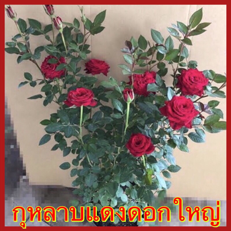 ต้นกุหลาบแดงอเมริกา พันธุ์ดอกใหญ่