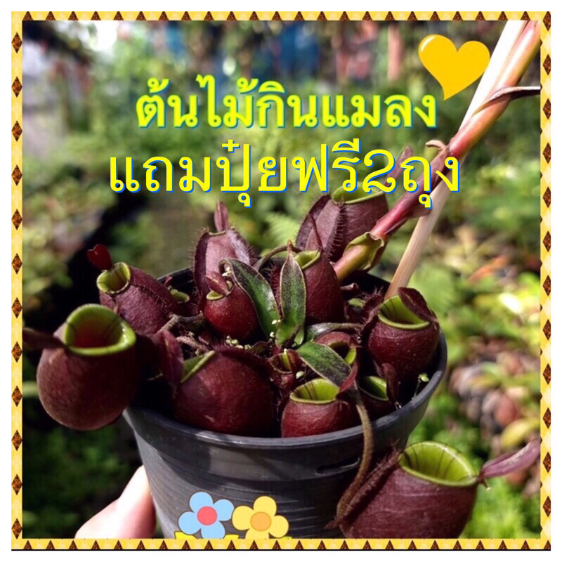 ต้นหม้อข้าวหม้อแกงลิง ต้นไม้กินแมลงผุดหม้อแคระ