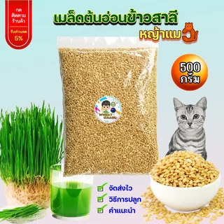 เมล็ดข้าวสาลี ขนาด 500 กรัม เกรดนำเข้า หญ้าแมว อัตราการงอกสูง เมล็ดต้นอ่อนข้าวสาลี Aus Wheat
