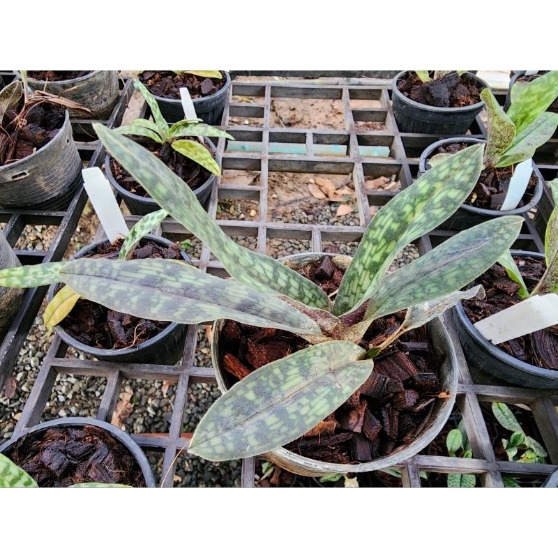 Paphiopedilum malipoense เป็นกล้วยไม้ป่า ราคา ถูกที่สุด ดีลบีเคเค แกลเลอรีภาพที่ 5
