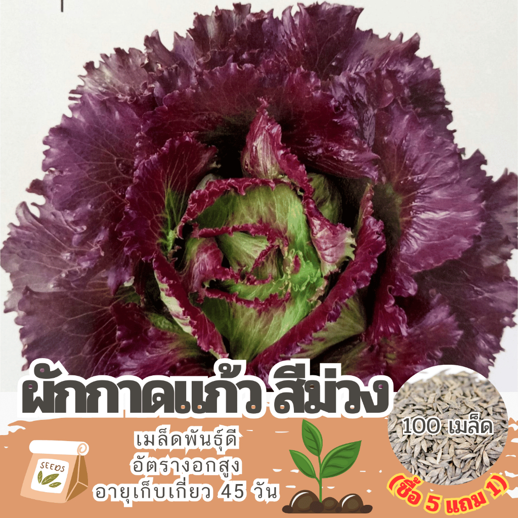 เมล็ดพันธุ์ ผักกาดแก้วสีม่วง สลัดแก้ว แบ่งขาย 100 เมล็ด (ซื้อ 5 แถม 1) คละชนิดได้