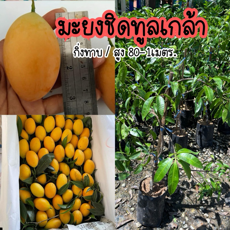 ต้นมะยงชิดพันธุ์ทูลเกล้า(ลูกเท่าไข่ไก่) กิ่งทาบ สูง 80ซม.