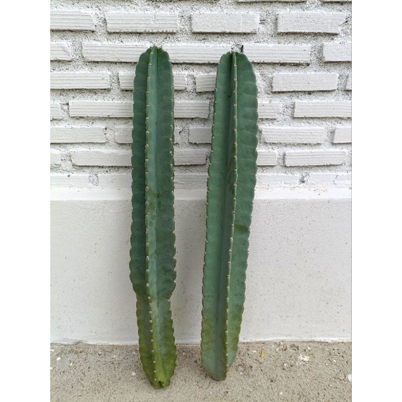 Jamacaru จามาคารูไร้หนาม (หนามน้อย)ตอตัดสด (สวนเราเองค่ะ) cereushidmannianus Cereus jamacaru ตอจามาค