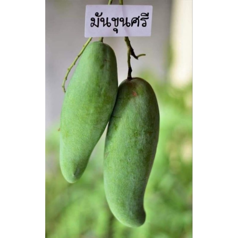 มะม่วงมันขุนศรี พันธุ์ลูกใหญ่หวานมันกำลังดี