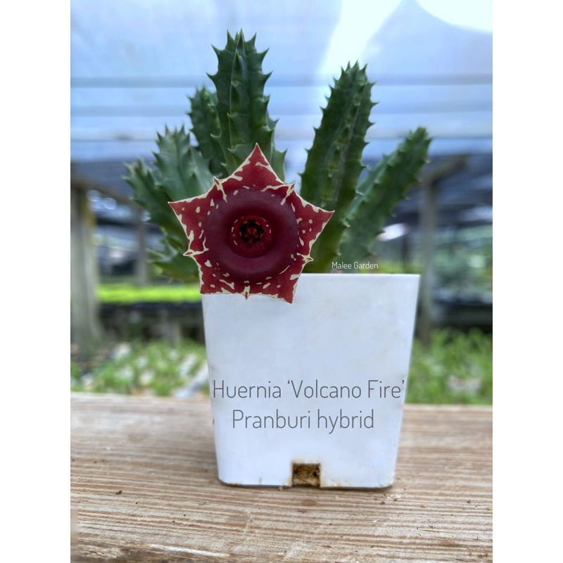 Huernia ‘Volcanic Fire’ Pranburi hybrid