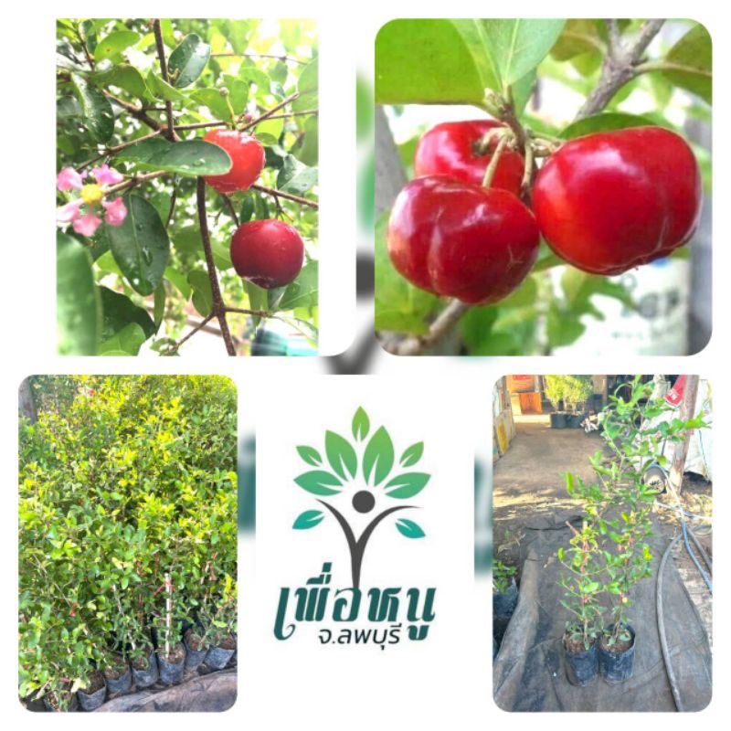 เชอร์รี่ไทย เชอรีหวาน ซื้อ 5 แถม 1 ฟรี สูง 70-90 cm ให้ผลผลิต 1 ปีขึ้นไป ผลดกออกผลตลอด