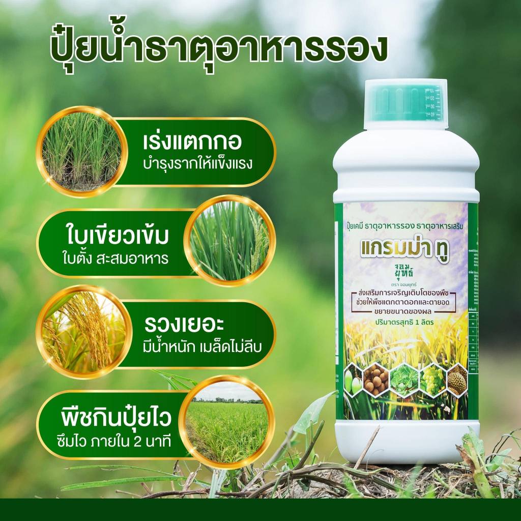 แกรมม่าทู ขวด 1 ลิตร ปุ๋ยน้ำแกรมม่าทู เร่งการเติบโต เร่งดอก เร่งผล ฉีดพ่นตั้งแต่เริ่มปลูก ถึงช่วงเก็บเกี่ยว – โปรปัง