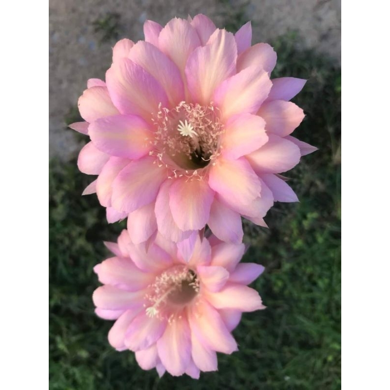 Echinopsis อิชินอปซีสหน่อเด็ดสด  Echinopsis SW5 ลูกไม้สีใหม่  ขนาด 3 - 5 ซม.  ดอกสีชมพู น่าสะสม  #กระบองเพชร