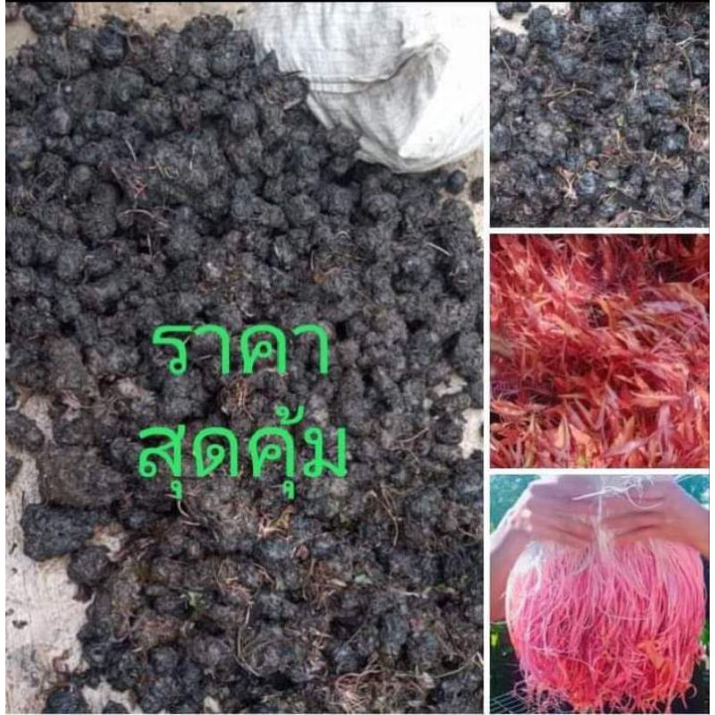 หัวบัวแดง เหง้าบัวแดง 3 กิโลกรัม