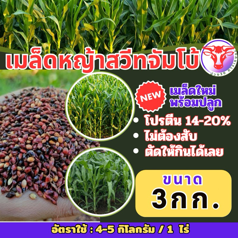 ✅ สวีทจัมโบ้ เมล็ดหญ้าสวีทจั้มโบ้ 3 กิโลกรัม  #พร้อมปลูก(รับประกันการงอก) หญ้าเลี้ยงสัตว์ พันธ์ุหญ้า  หญ้าเลี้ยงวัว