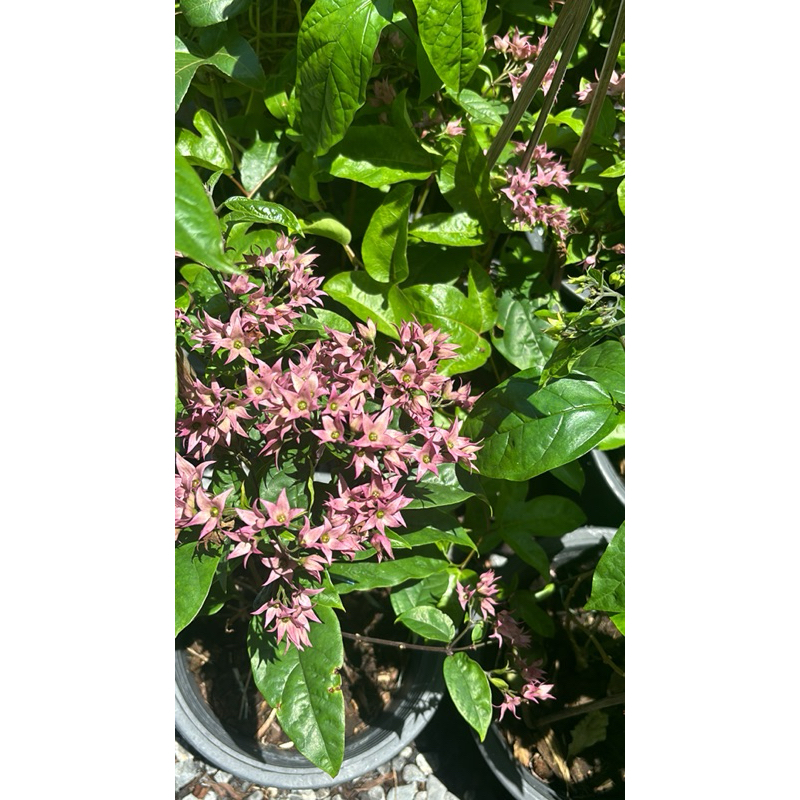 พวงนาค พวงนาก/Java Glory Bean/Pagoda Flower ไม้เถา กระถาง8-11นิ้ว