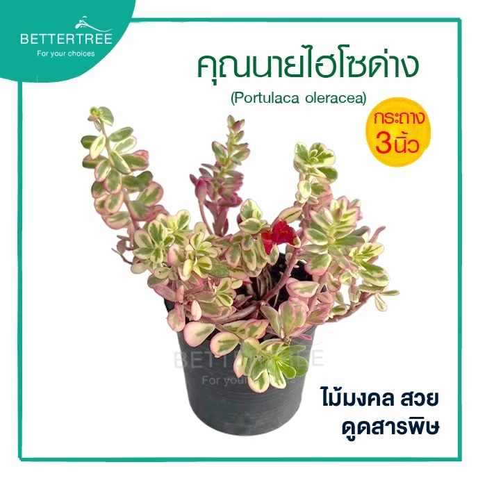 คุณนาย(ไฮโซด่าง) กระถาง 3 นิ้ว**ไม่ระบุสี**ใบสวย ออกดอกบ่อย Portulaca Oleracea variegata ไม้อวบน้ำ ต้นไม้