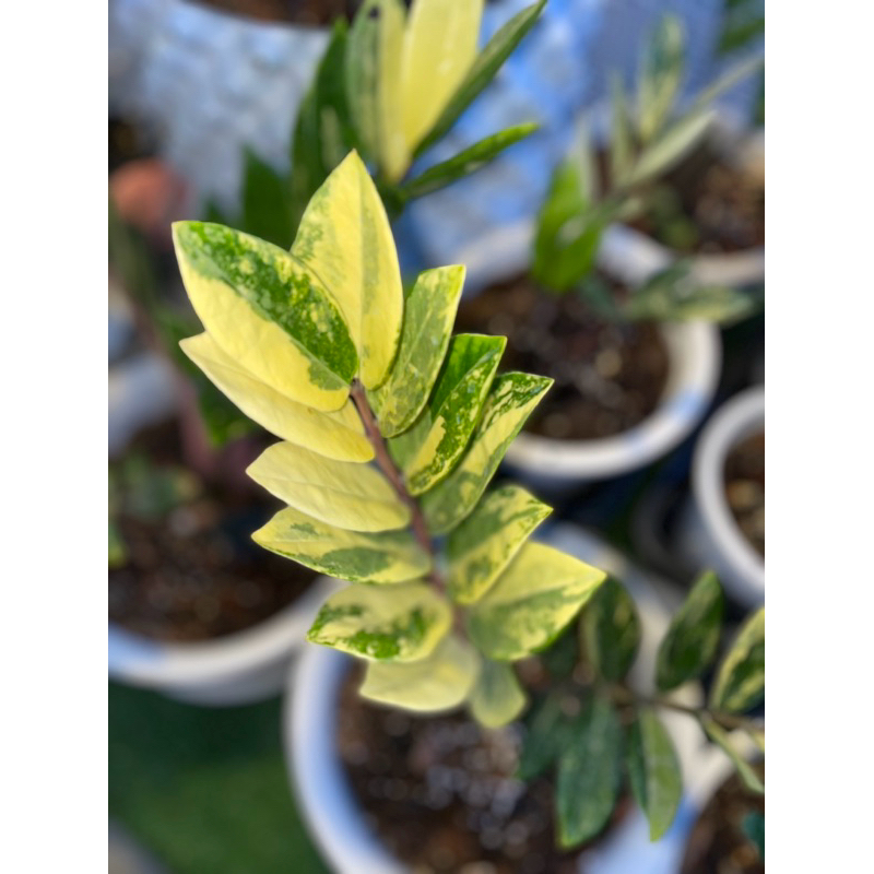 กวักมรกตด่างเหลืองลายเทพๆ🌱💛💗(ชำกิ่ง) Variegated Zamioculcas zamiifolia
