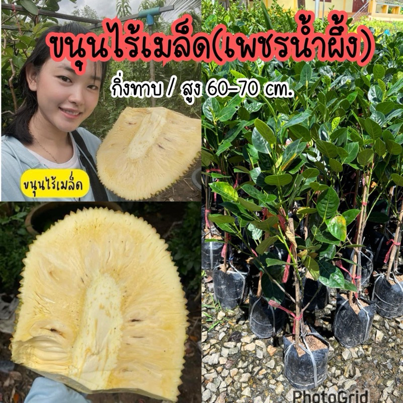 ขนุนไร้เมล็ด กิ่งทาบ สูง60-70ซม.ปลูกง่าย ติดผลไว กินได้ทั้งซัง
