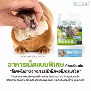 CatHoliday อาหารกระต่าย โต VETREC 1 kg. ไฟเบอร์สูง อาหารเม็ดกระต่าย Rabbit Maintenance