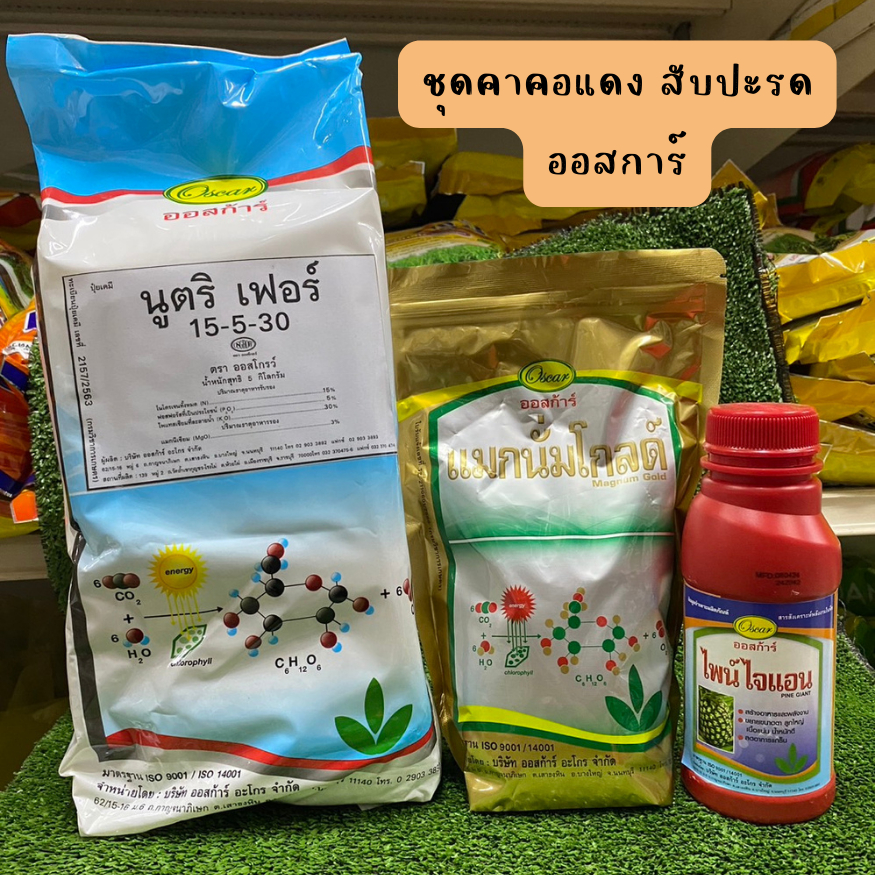 ชุดคาคอแดง สับปะรด ออสก้าร์ (นูตริเฟอร์ 15-5-30+แมกนั่มโกลด์+ไพน์ไจแอนด์)