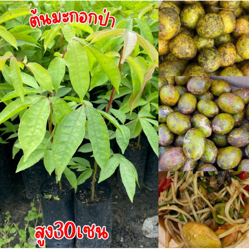 ต้นมะกอกป่า นิยมใส่ส้มตำ4ต้น100บาท พร้อมปลูก