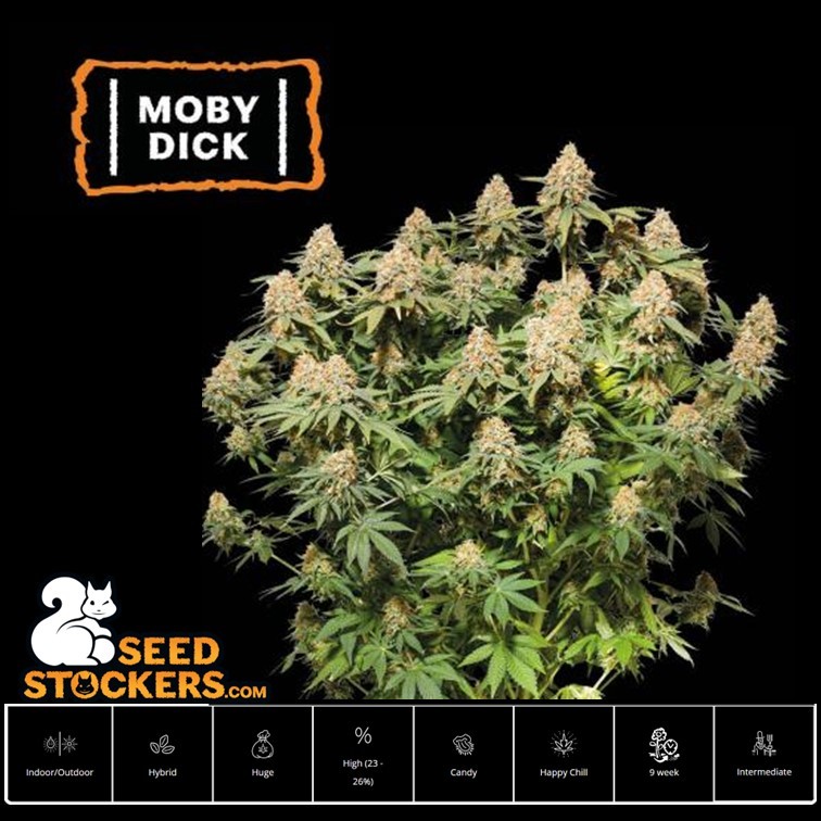 Moby Dick - Seed Stockers
