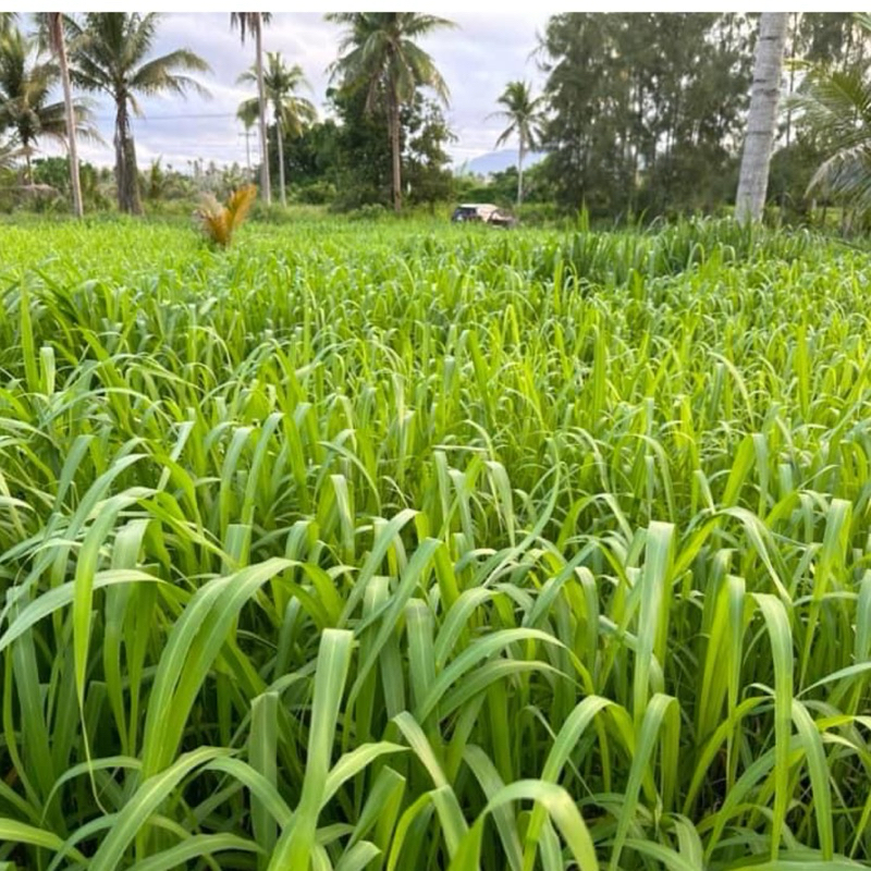 ✅ กินนี กินนี่มอมบาซ่า เมล็ดกินนี่มอมบาซา 1 กิโลกรัม (พร้อมปลูก) - รูปที่ 2