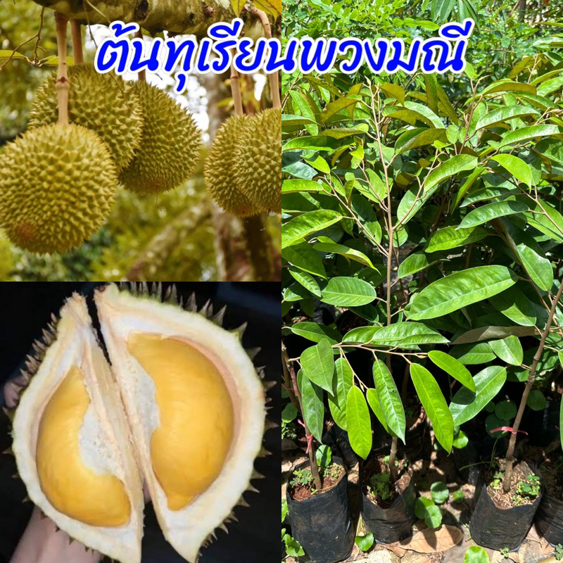 ต้นทุเรียนพวงมณี กิ่งเสียบยอด ขนาดต้น 60-70ชม.