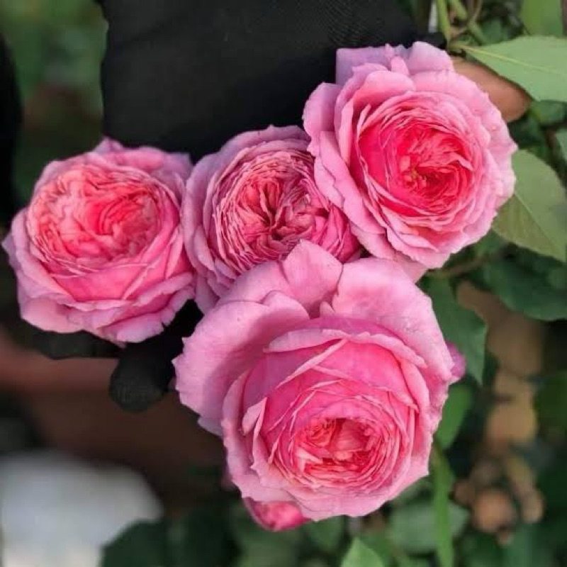Lady Heirloom ( เลดี้แฮร์รูม)