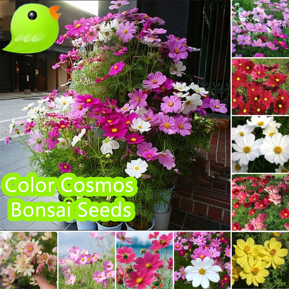 เมล็ดพันธุ์ ดาวกระจาย าวกระจาย 100 เมล็ด Cosmos Sea Shells seed เมล็ดพันธุ์แท้ นำเข้าจากต่างประเทศ ดอกไม้ สวนครัว