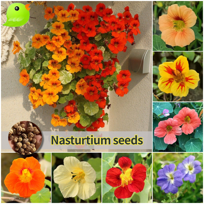 ปลูกง่าย ปลูกได้ทั่วไทย (20 เมล็ด/ซอง) เมล็ดพันธุ์ แนสเทอเทียม คละสี Edible Nasturtium Seeds for Planting
