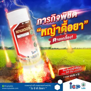 แกนเตอร์ 1 ลิตร *ส่งฟรี* ตราไอซีพีลัดดา โพรพานิล+อะนิโลฟอส กำจัดวัชพืชในนาข้าวช่วงคุมฆ่า ใบแคบ ใบกว้าง กก หญ้าดื้อยา