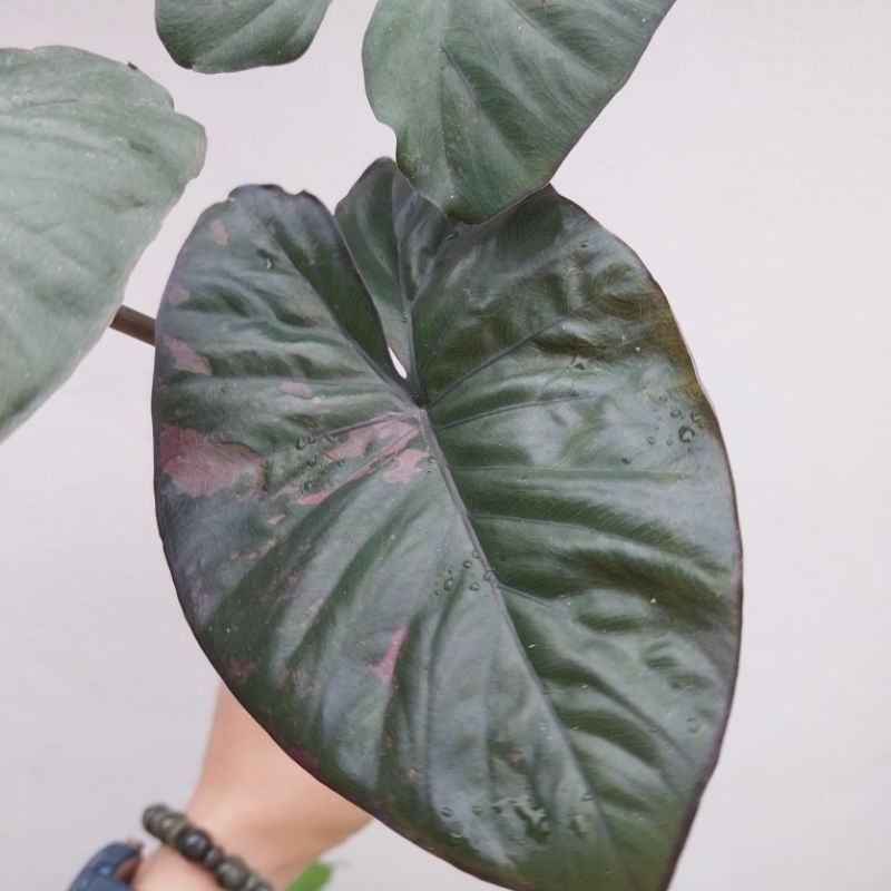 เซเรนดิพิตี้ด่างชมพู Alocasia serendipity variegated ได้ต้นตามภาพ