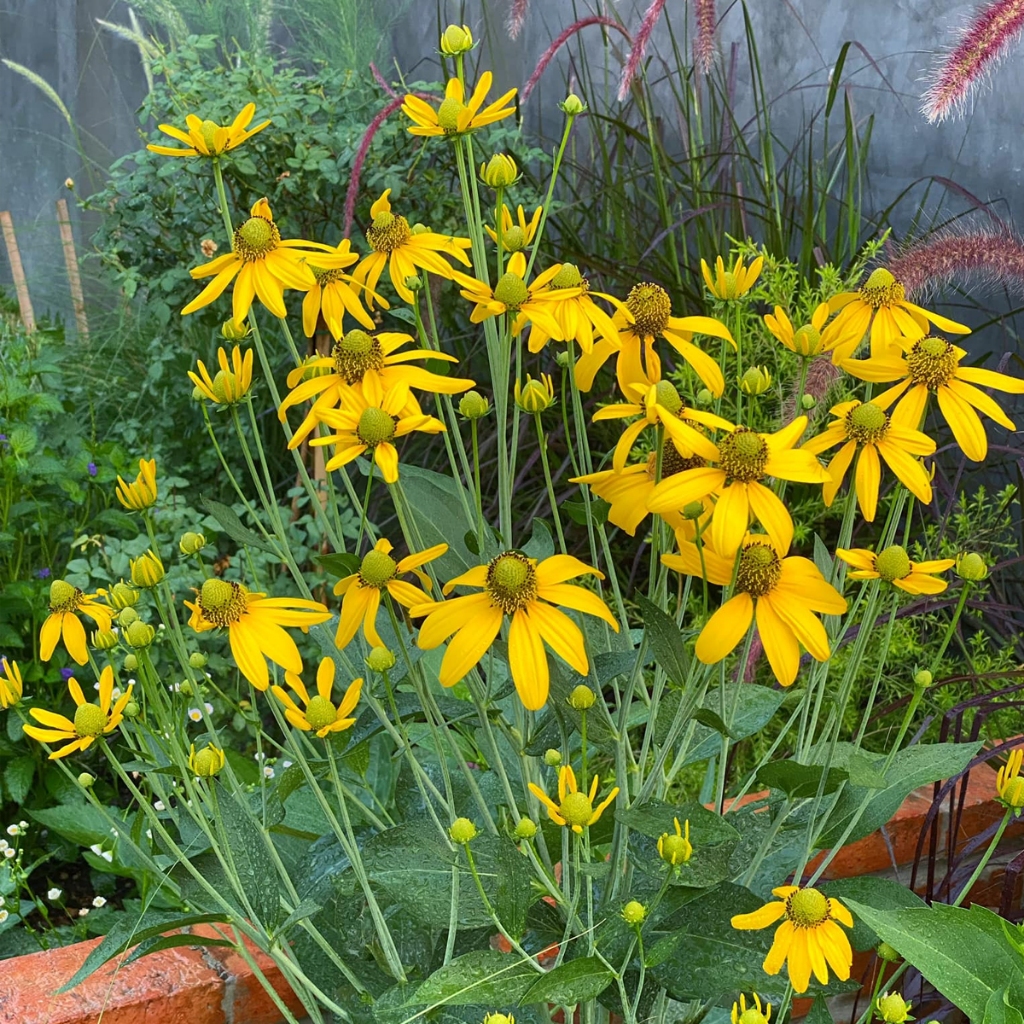 ดอกแสงอรุณ (Rudbeckia laciniata) กระถาง 11 นิ้ว