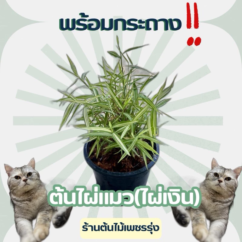 ต้นไผ่เงินแมว / ต้นไผ่เงิน โปรสุดคุ้ม สำหรับสุนักและน้องแมว กระต่าย เต่า