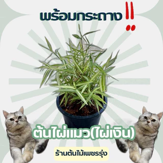 ต้นไผ่เงินแมว / ต้นไผ่เงิน โปรสุดคุ้ม สำหรับสุนักและน้องแมว กระต่าย เต่า