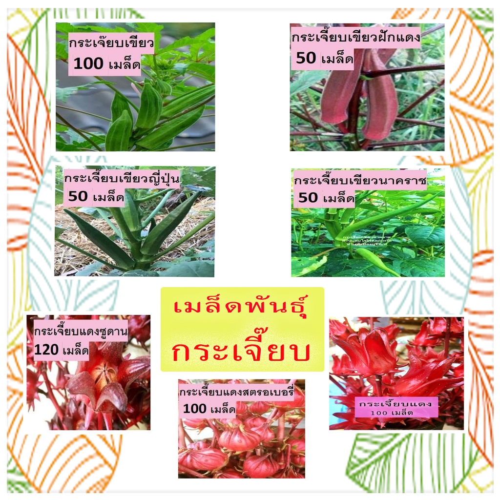 รวมกระเจี๊ยบหลากหลายสานพันธุ์ สวนแทนใจไร่ดอกเหงื่อ เมล็ดพันธุ์ปลูกต่อได้