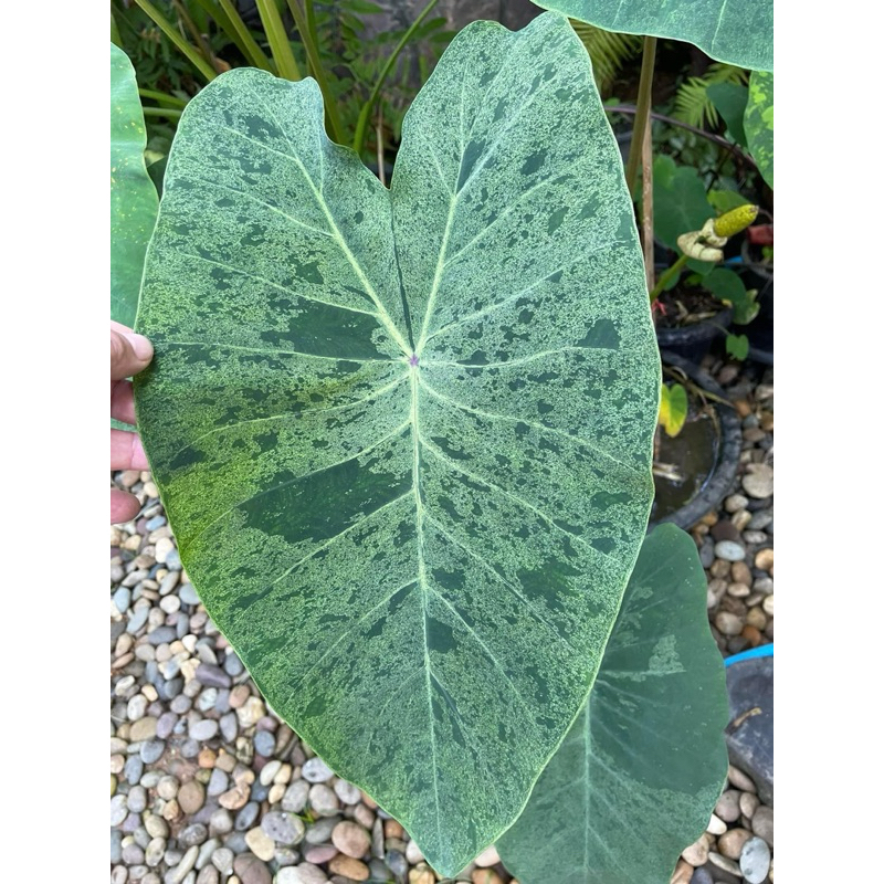 โคโลคาเซียคิงฟอเรส(Colocasia Kingforest)ไม้ฟอกอากาศ ไม้มงคล บอนสี ไม้ประดับ ไม้แต่งสวน ราคาถูกสุดๆ ไม้ด่าง ไม้หายาก