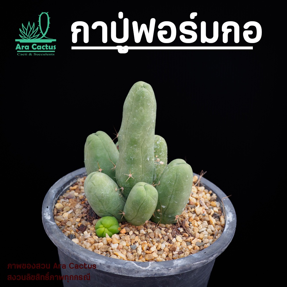 สวนขายเอง! แคคตัสสวยๆกาปู่ฟอร์มกอ Trichocereus bridgesii mon. ไซส์กระถาง 4 นิ้ว กระบองเพชรสวยๆ