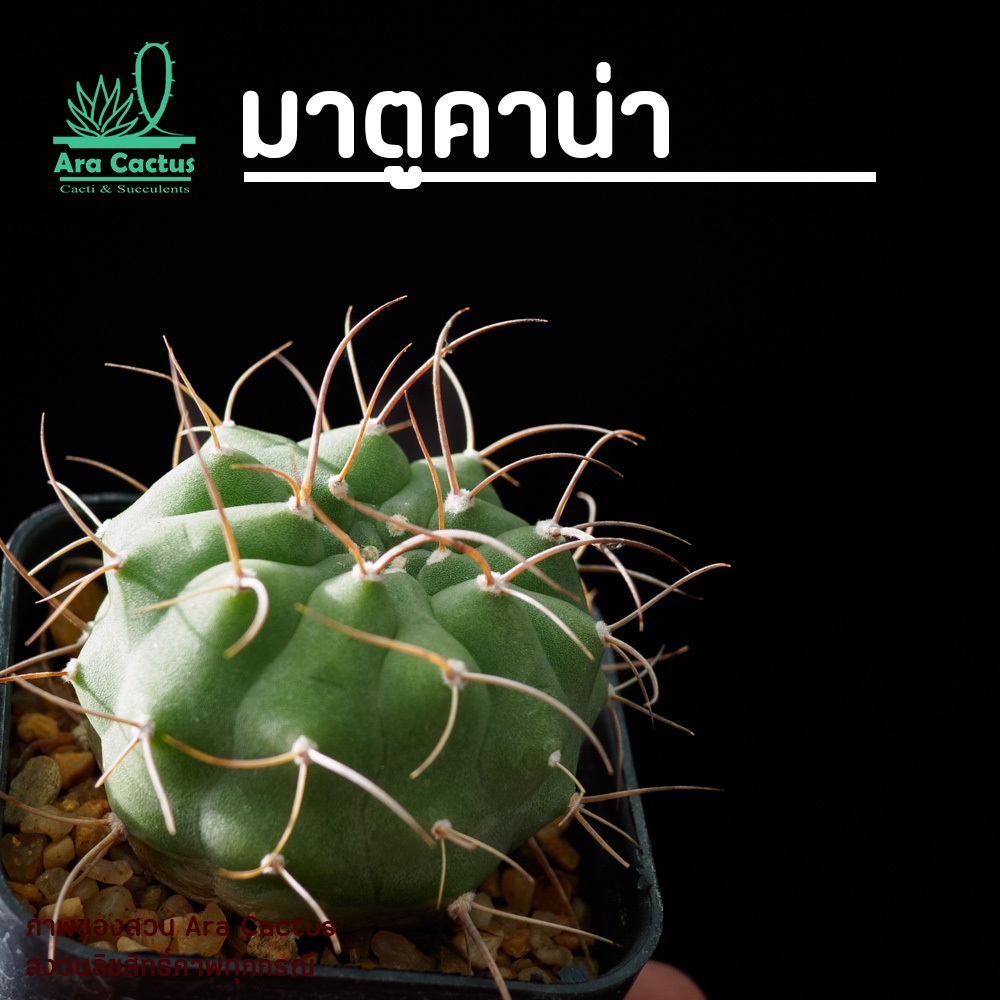 สวนขายเอง! มาตูคาน่า ไม้เมล็ด Matucana madisoniorum ไซส์กระถาง 2 นิ้ว แคคตัส กระบองเพชร ต้นไม้ประดับ อวบน้ำ  แคนตัส