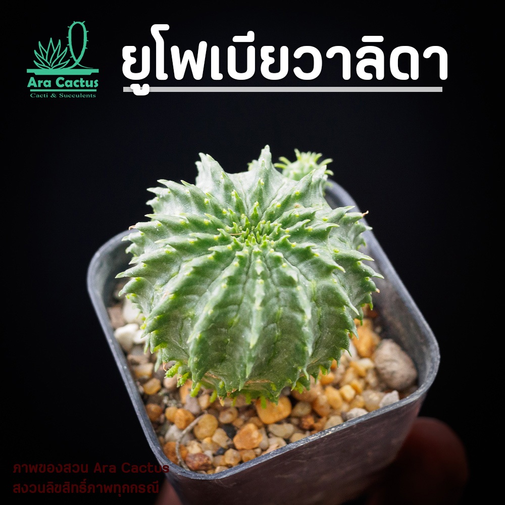 สวนขายเอง! ยูโฟเบียวาลิดา ไซส์กระถาง 2 นิ้ว แคคตัส กระบองเพชร ต้นไม้ประดับ อวบน้ำ  แคนตัส