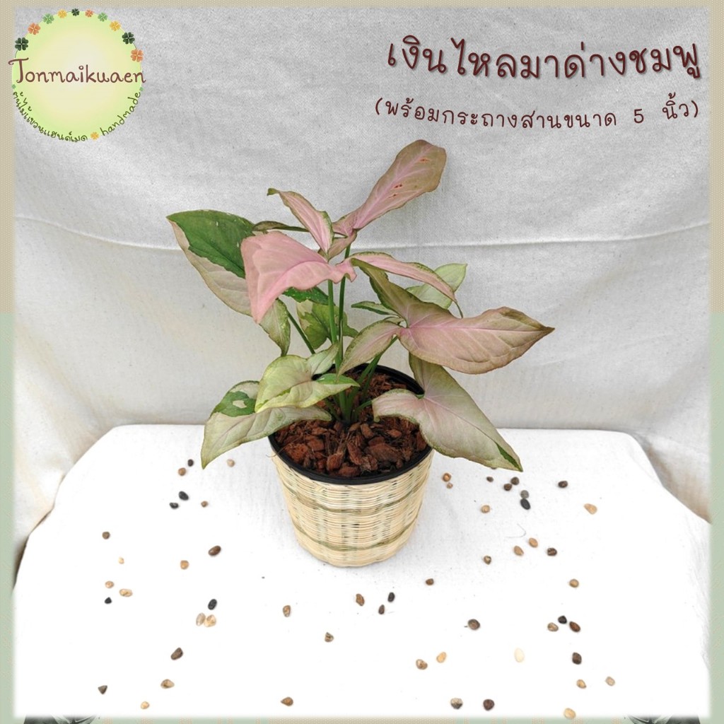 🎋เงินไหลมาด่างชมพู (Syngonium Pink Splash) ช่วยฟอกอากาศ พร้อมกระถางสานไม้ไผ่ ขนาด 5 นิ้ว