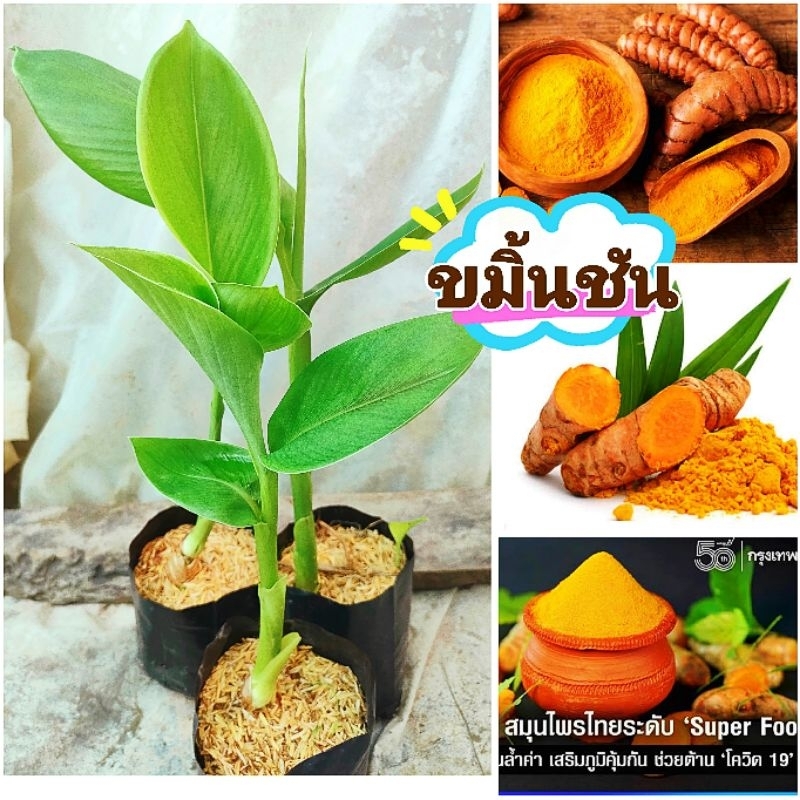 ขมิ้นชัน ชำถุงพร้อมปลูก สมุนไพรพื้นบ้าน ต้นเเข็งเเรง สินค้าเสียหายยินดีเคลมฟรี