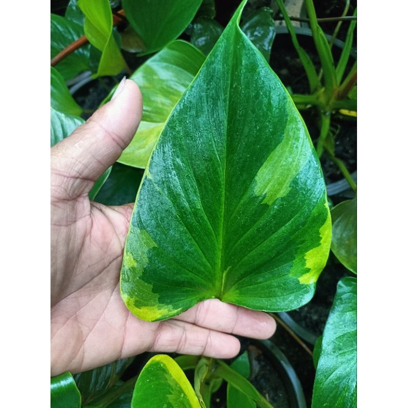 พัดโบกด่างเหลือง(Homalomena Emerald Gem Variegated)