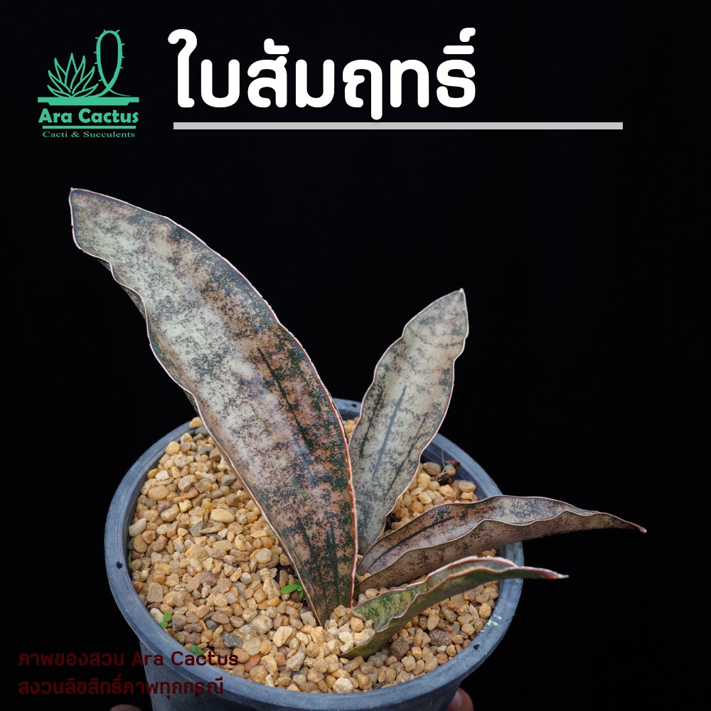 สวนขายเอง! ลิ้นมังกรใบสำริด Sansevieria kerkii Coppertone กระถาง 6 นิ้ว ลิ้นมังกร ไม้ฟอกอากาศ ต้นไม้ประดับ ไม้ในอาคาร