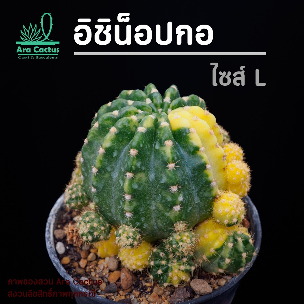 สวนขายเอง! อิชิน็อปซิสฟอร์มกอใหญ่มาก Echinopsis subdenuata ไซส์กระถาง 5 นิ้ว แคคตัส กระบองเพชร ต้นไม้ประดับ อวบน้ำ