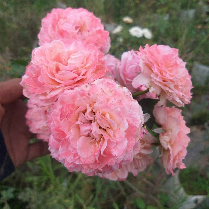 กุหลาบเลื้อย Kolner Flora โคลเนอร์ ฟลอร่า หอมแรงบานทน
