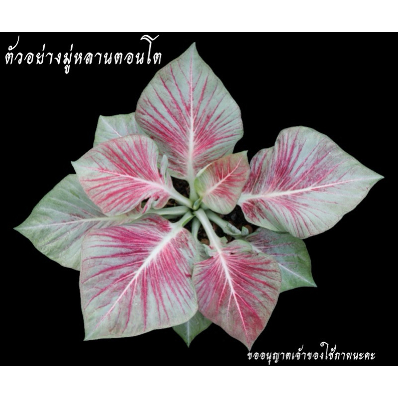 มู่หลานบอนสี บอนกาบ สีสวย