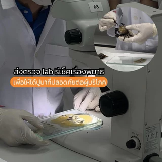 [🔥โปรพิเศษ🔥] ปูนาน้ำใสดองรุ่นชายน้อย คละไซร์ 3 ถุง มีมันทุกตัว ลดจุก รีบด่วน ลดจาก 999 บาท